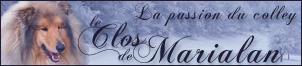 tres beau site de Marie et Alain, �leveurs de colleys dans les Vosges 