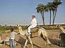 promenade en chameau