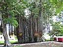 un arbre geant, le banyan ou multipliant