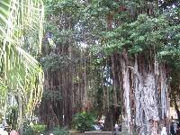 banyans dans le jardin de Port Louis 