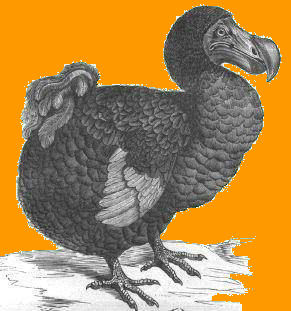 Le Dodo emblème de l'ile Maurice, oiseau disparu depuis le 18eme siècle !